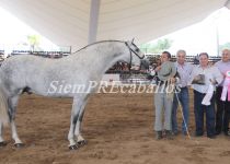 W GLADIADOR M SUAY PERA, PLATA Y MM. PREMIO